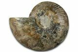 Cut & Polished Ammonite Fossil (Half) - Madagascar #347835-1
